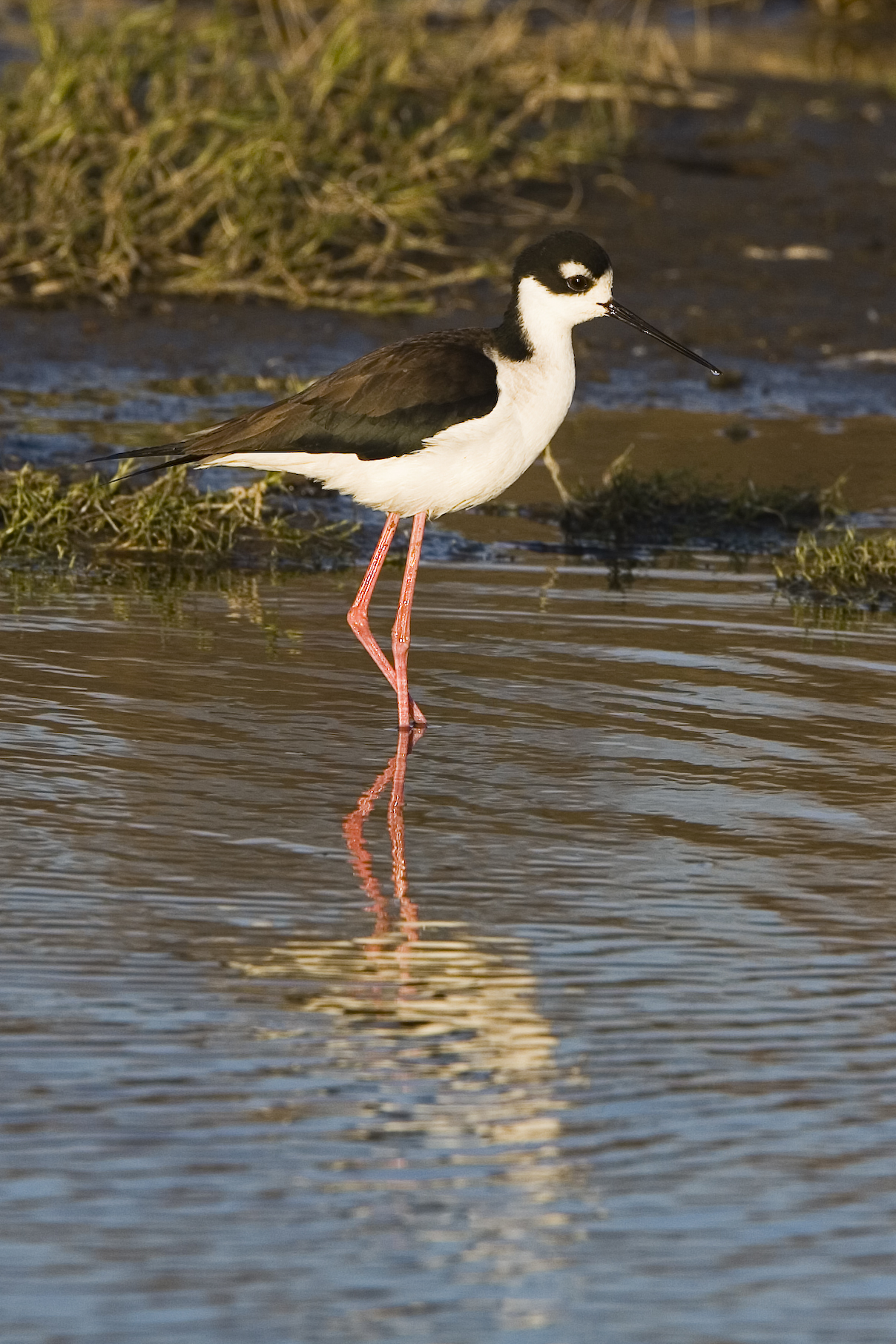 the bird is standing alone in the water