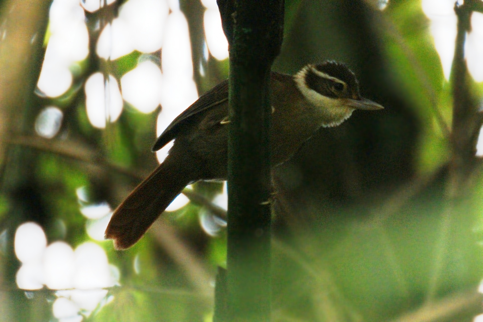 a small bird with long beak hanging from a plant