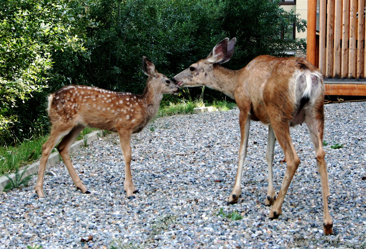 the young deer is nuzzling the older deer