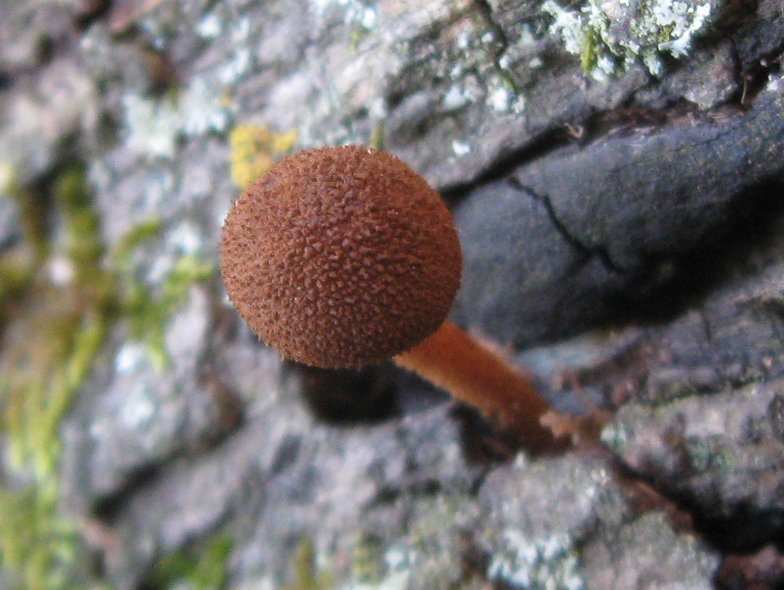 the top of a brown mushroom on a rock
