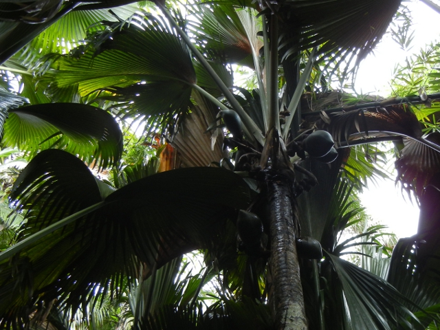 the underside of a green palm tree with many large leaves