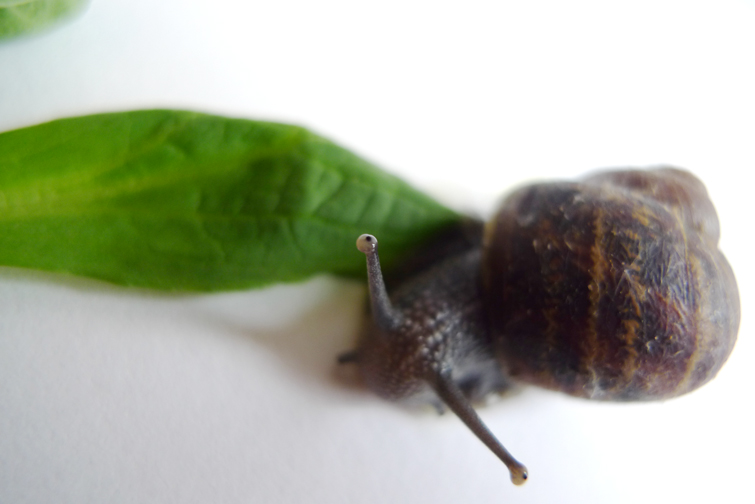 a snail sits atop a green leaf on the table