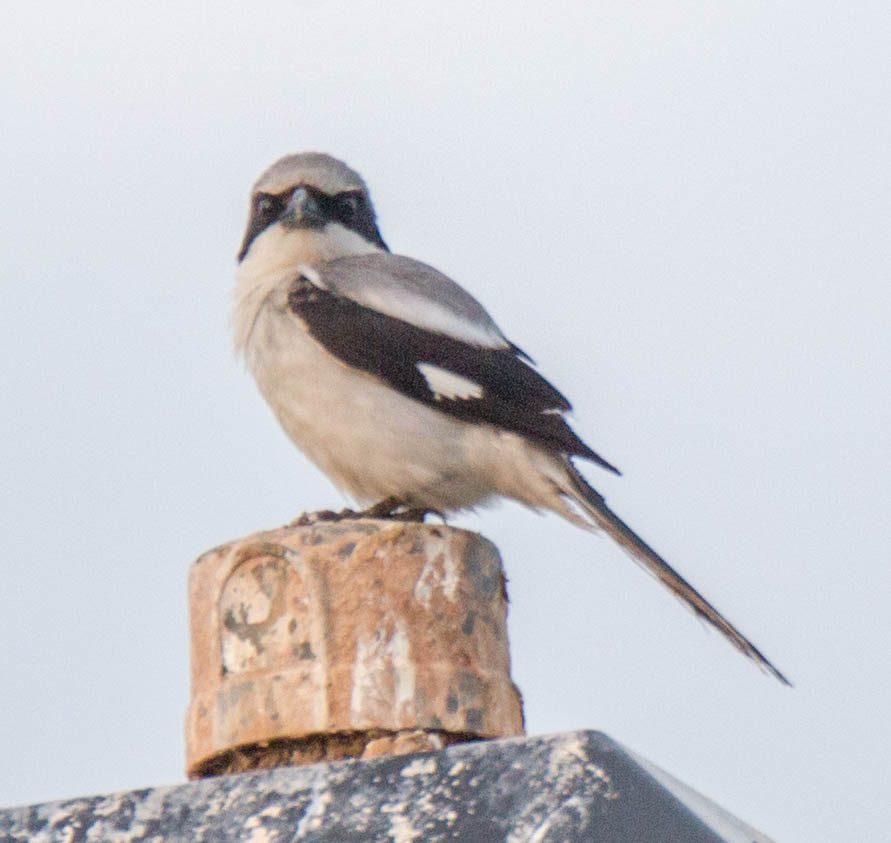 small bird perched on top of an old structure