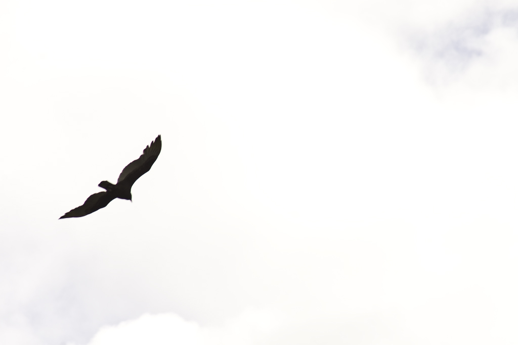 bird flying in sky with clouds and sky background