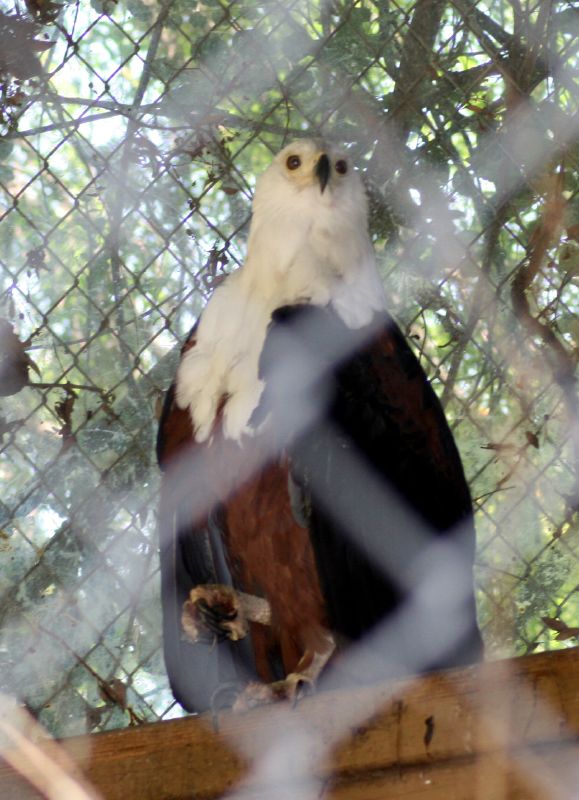 an eagle sitting in the tree looking out