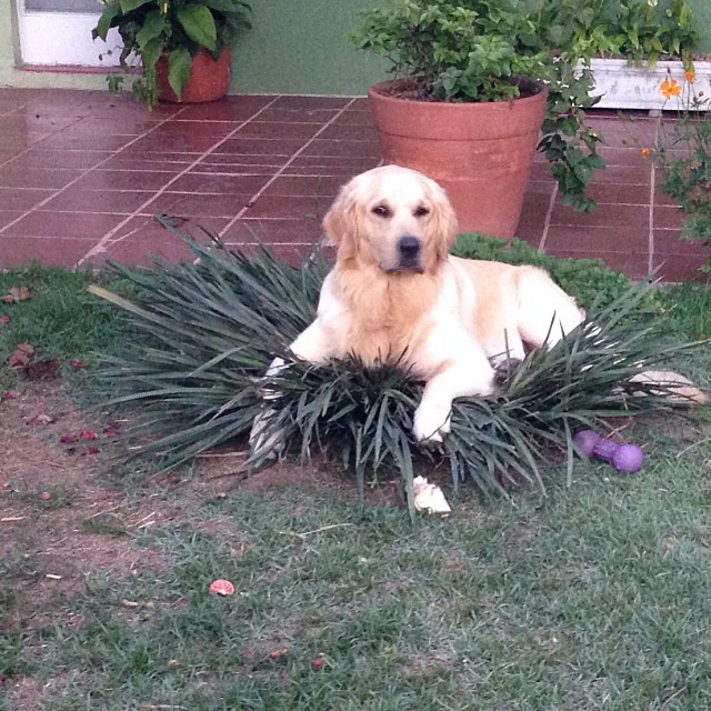 a large brown dog sitting on top of a plant
