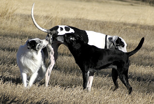 a couple of black and white dogs standing next to each other in a field