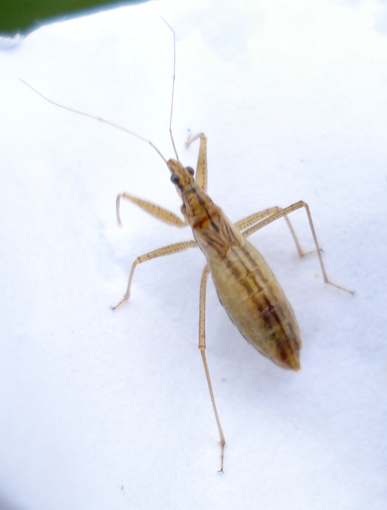 a close up of a bug on white snow