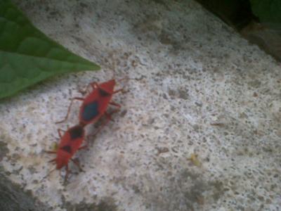 a red bug is laying on top of cement