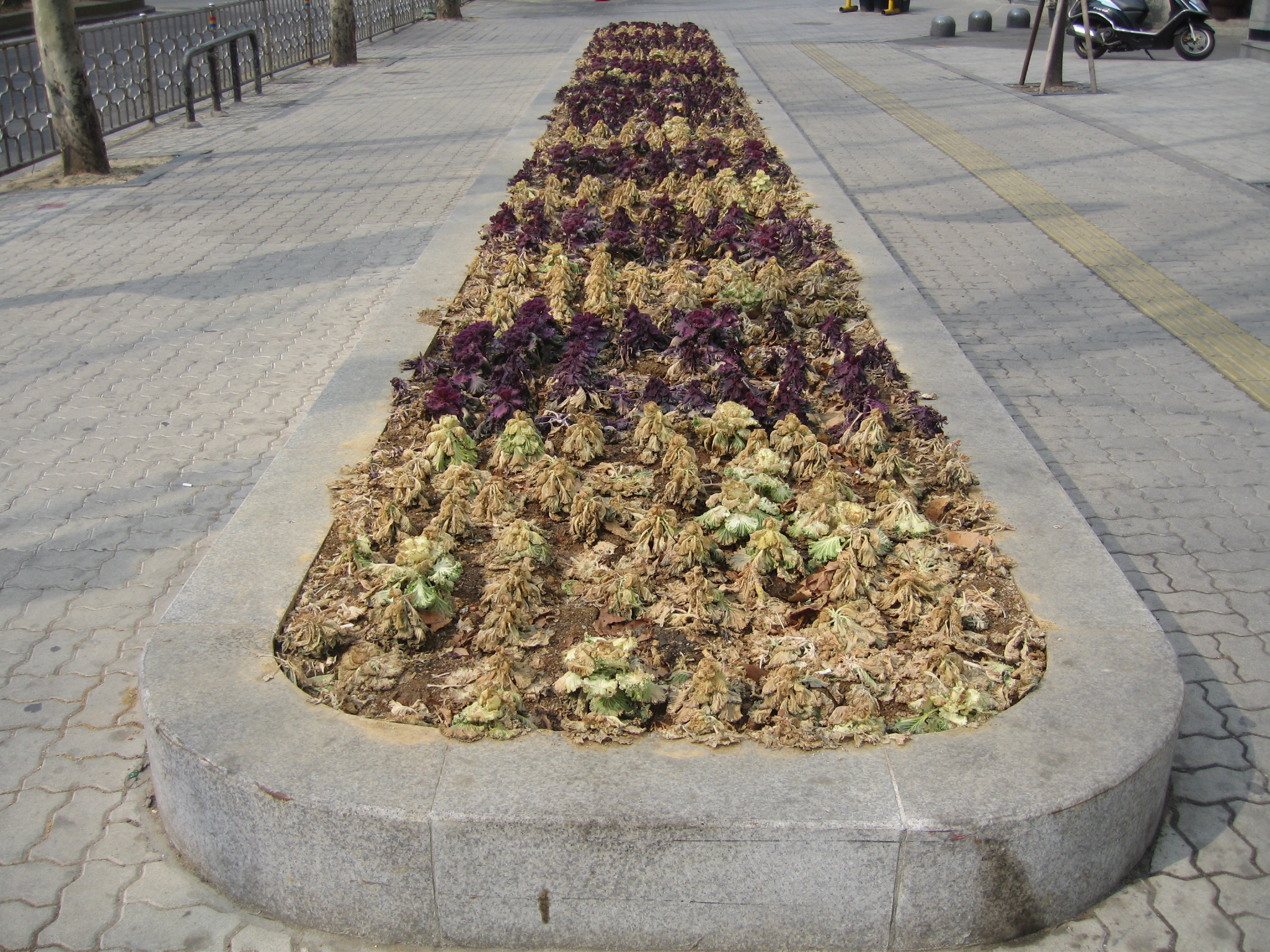 a long triangular arrangement of plants on the sidewalk