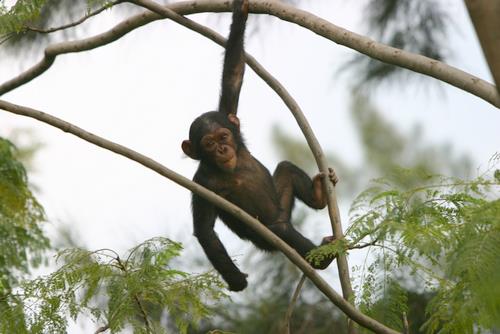 the young monkey is hanging on the tree nch