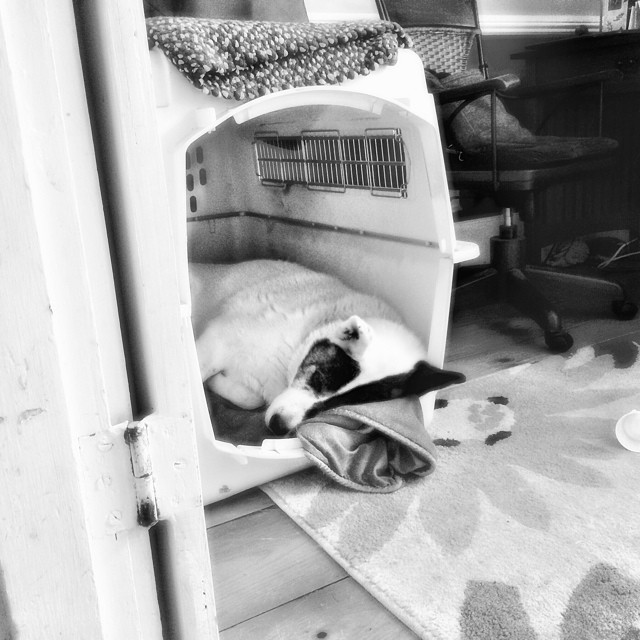 a black and white cat laying in a litter box