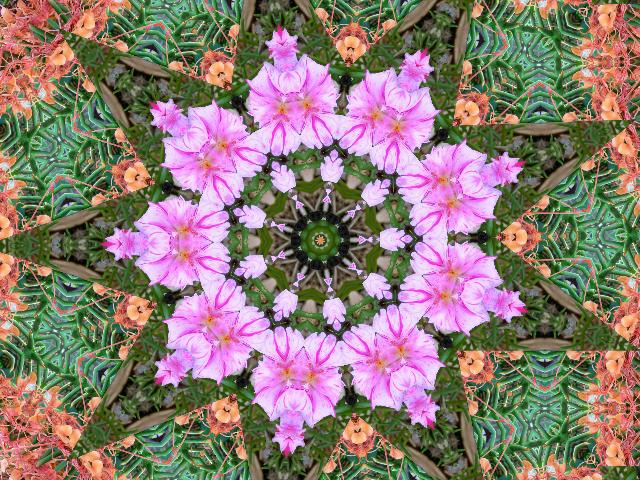a flower that is in the middle of a circular picture