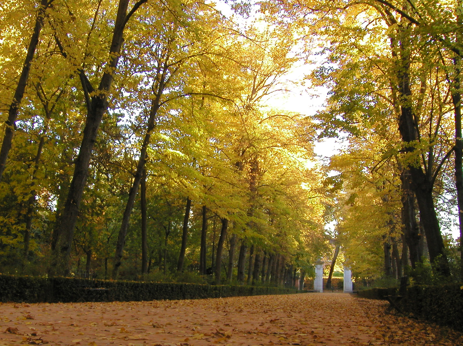 a paved road with lots of trees with leaves all around