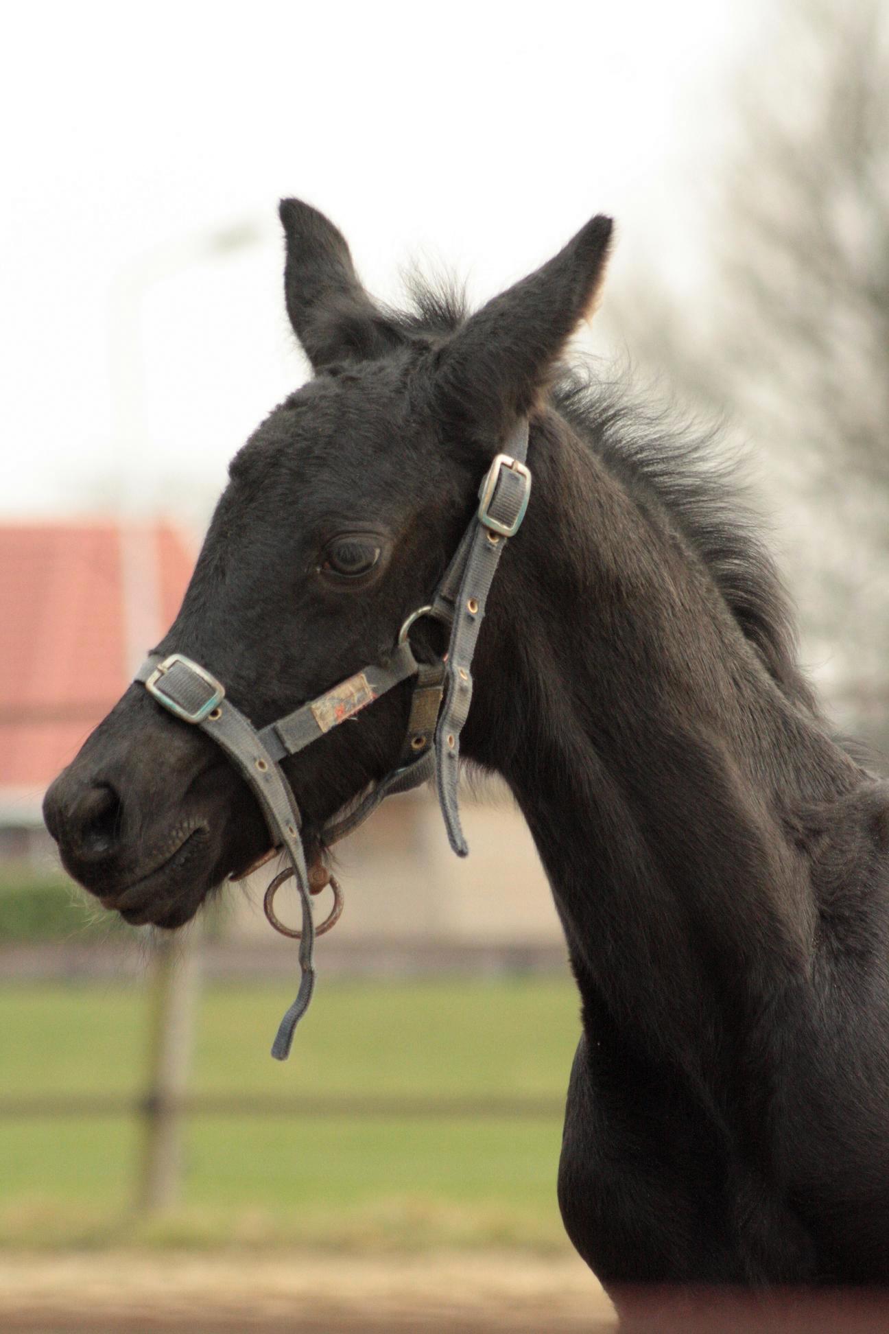 an horse standing on the grass by a fence