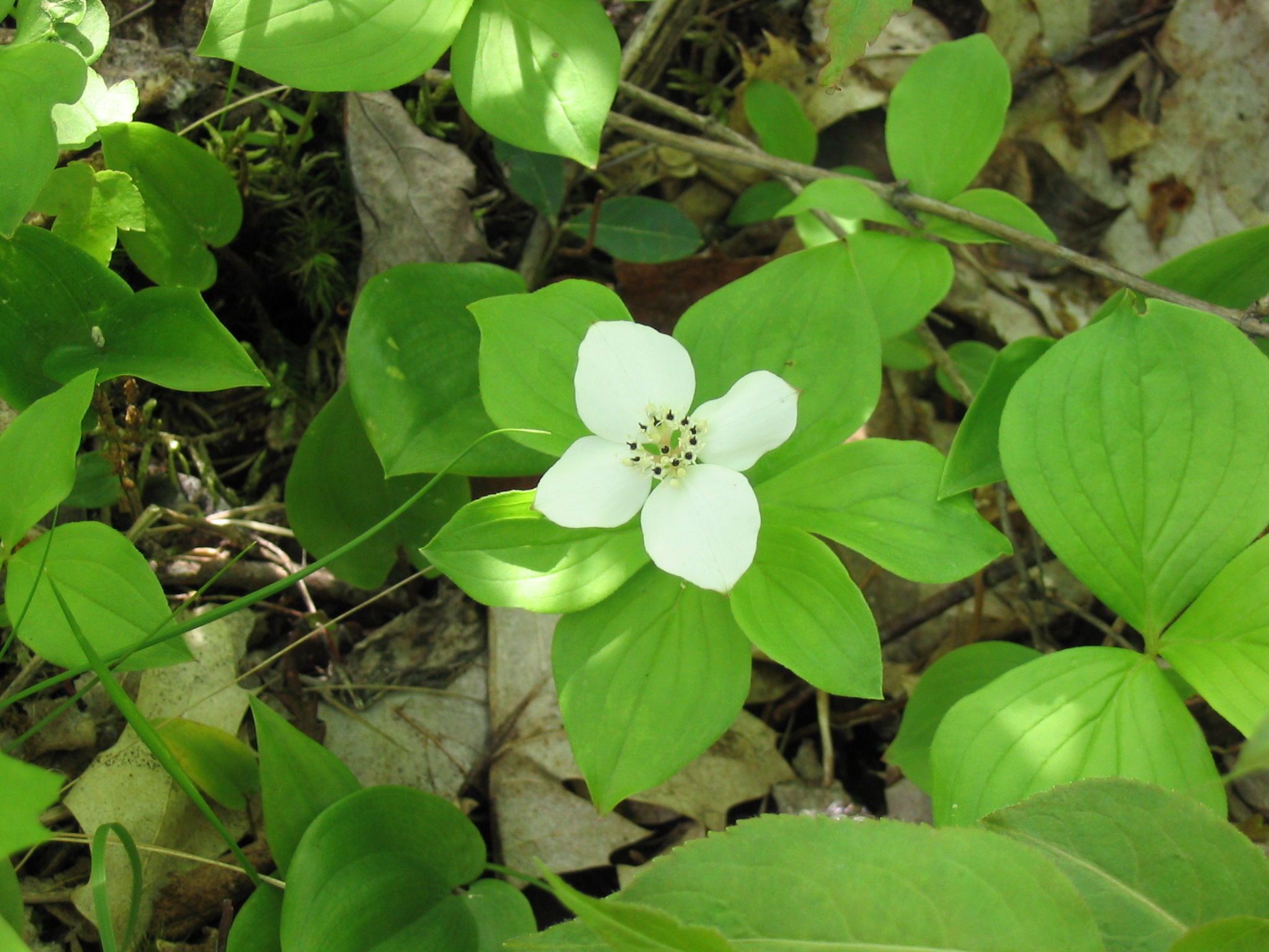 white and green flower sitting in the middle of a forest