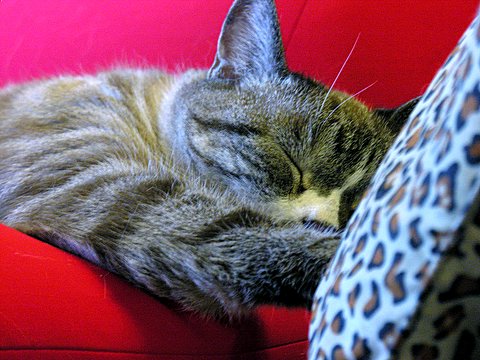 a cat sleeping on a pillow on a red chair