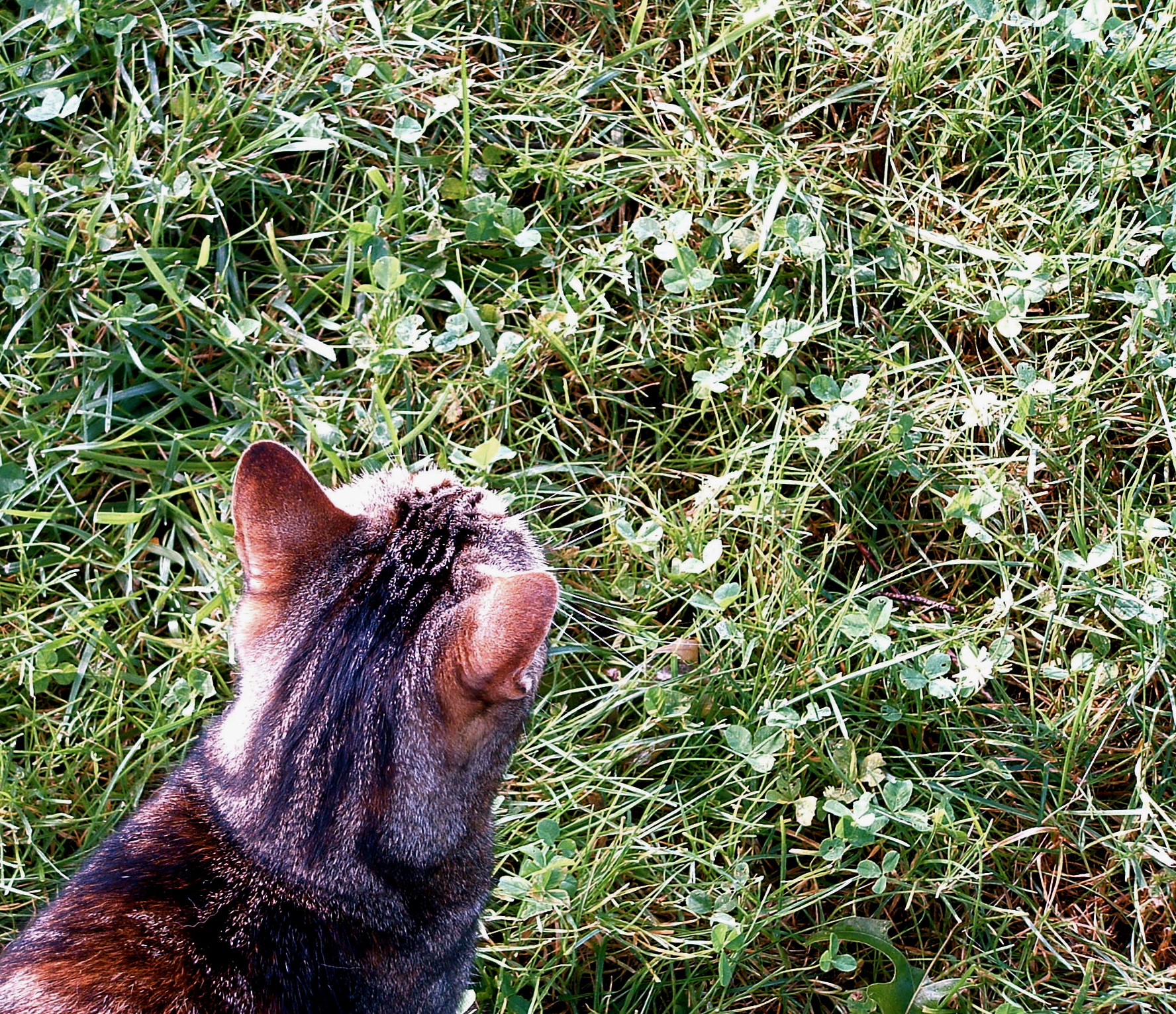 a cat staring away while in the grass