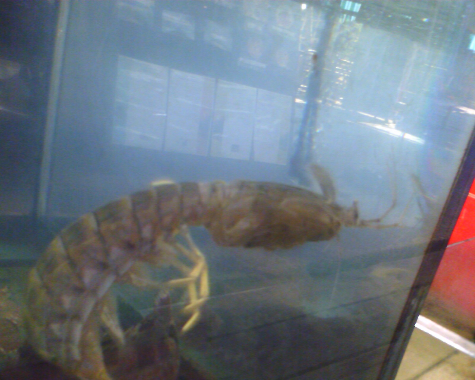 a dead shrimp in a glass filled aquarium