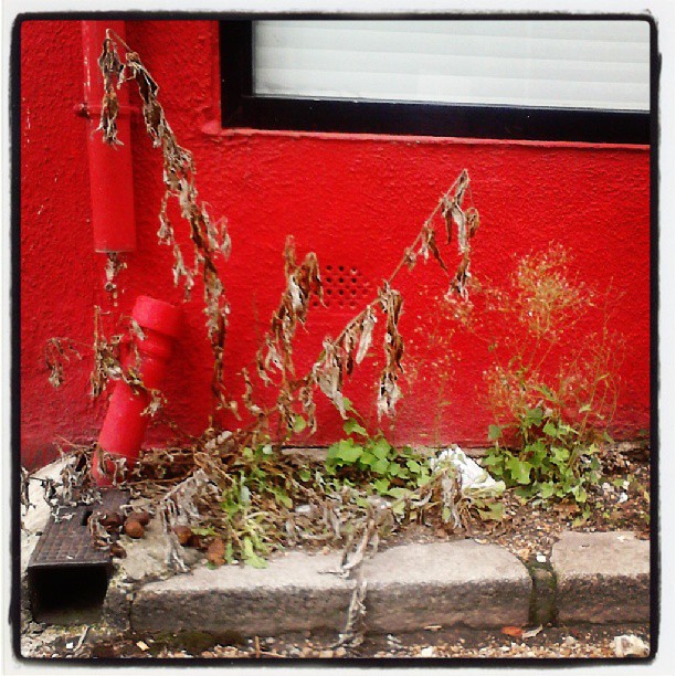 small plants grow on a concrete block in front of a red wall