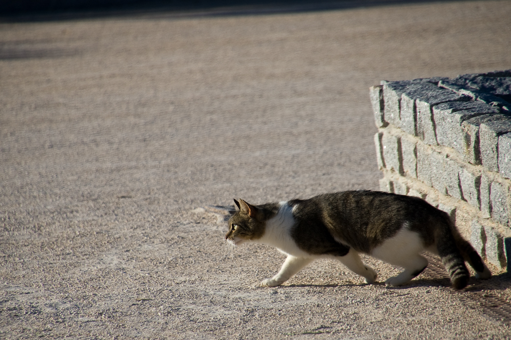 a cat is walking next to a brick wall