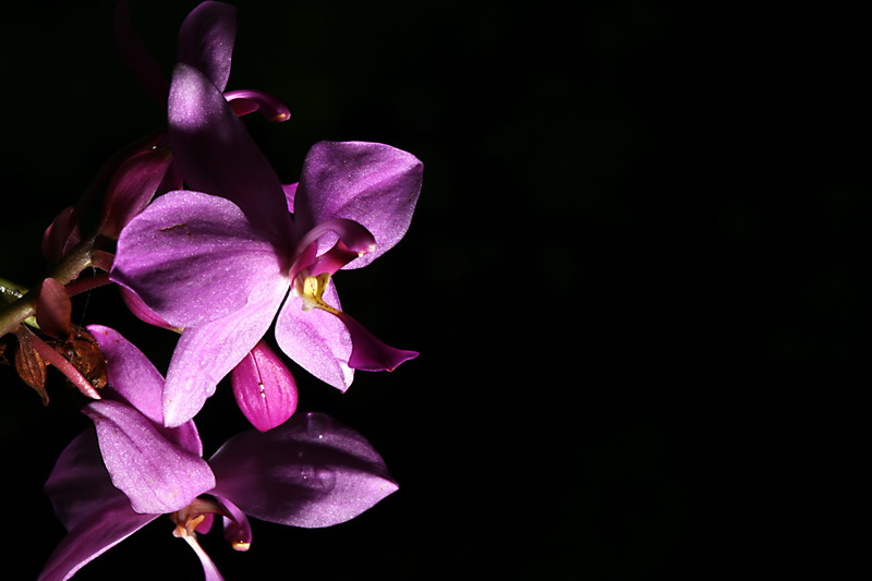 some pink orchids with green stems are in the dark