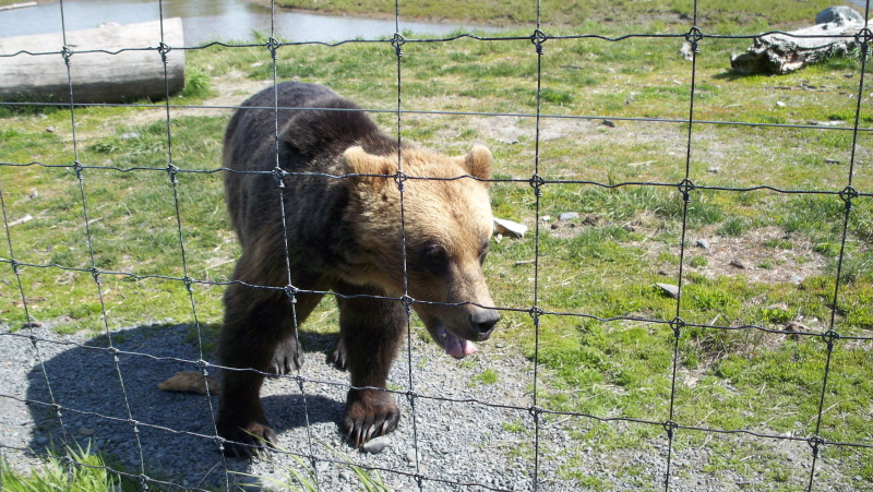 there is a brown bear standing behind the fence