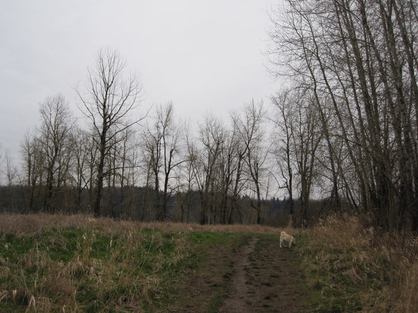 a dirt path leading to the woods on a cloudy day