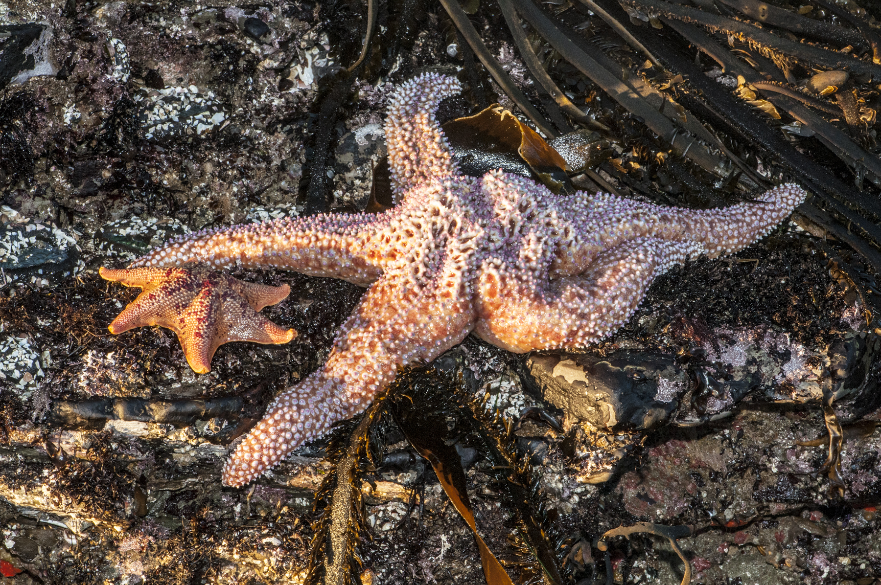 an orange and white starfish on rocks on the beach