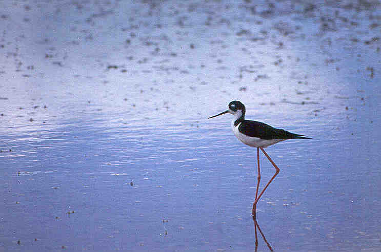 a small bird is standing on the shore