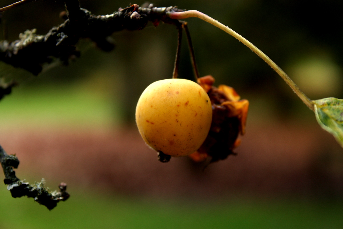 a close up of a plant that has yellow berries on it