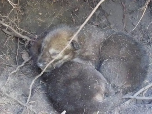 two baby animal snuggling in dirt next to nches