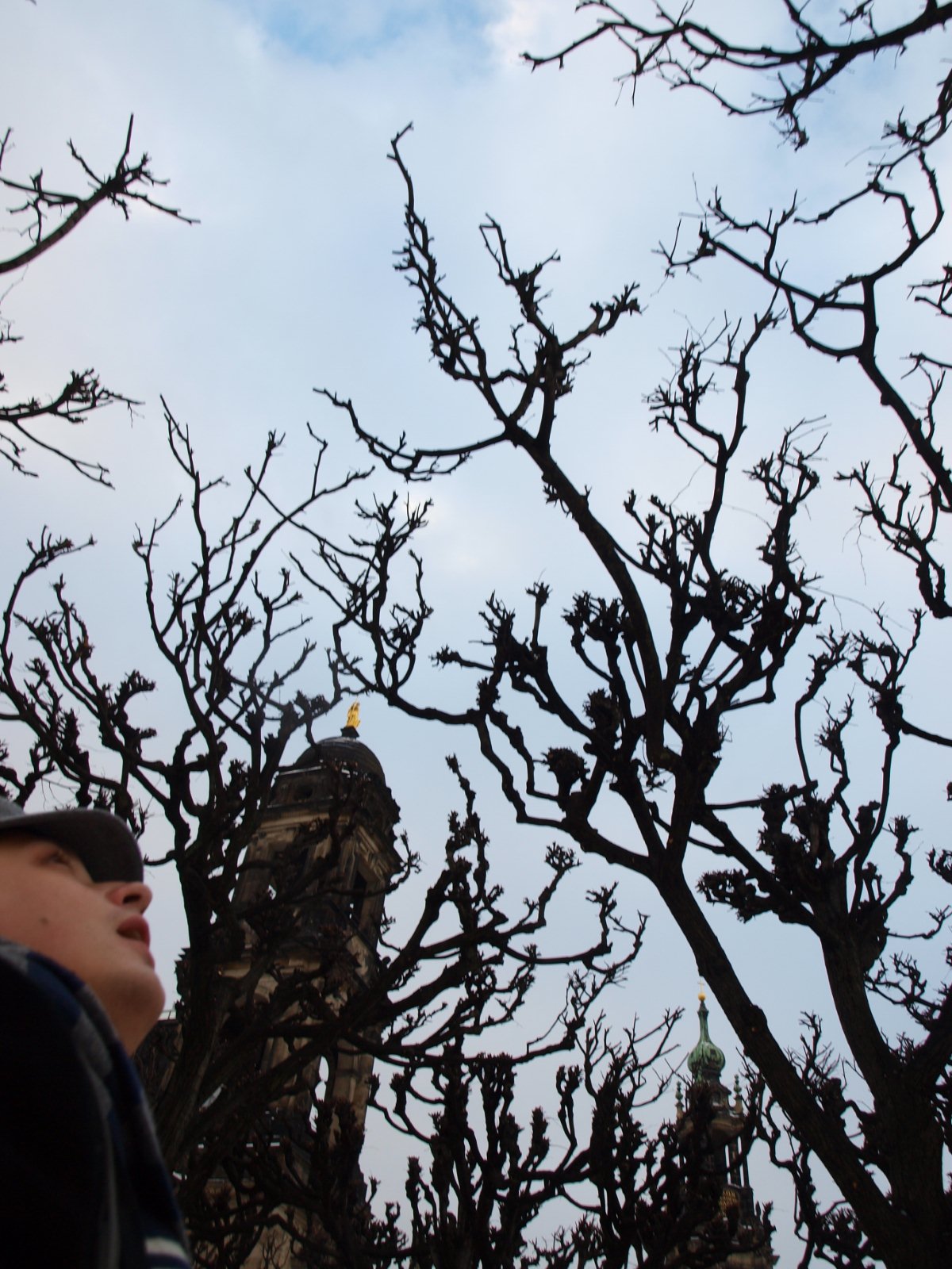 man looking up at barren trees with bird sitting in top