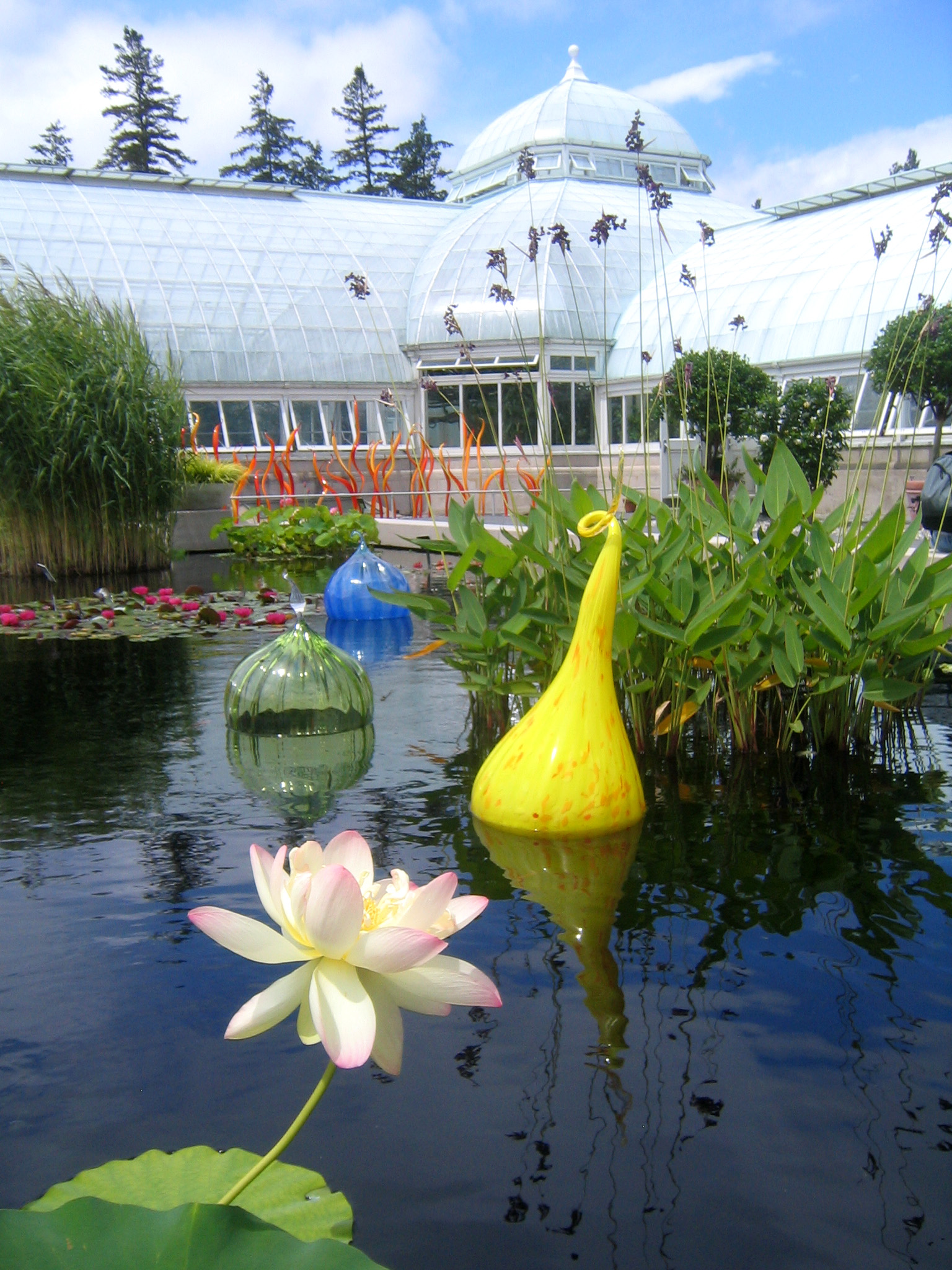 a pond with water and two yellow flowers and a glass greenhouse