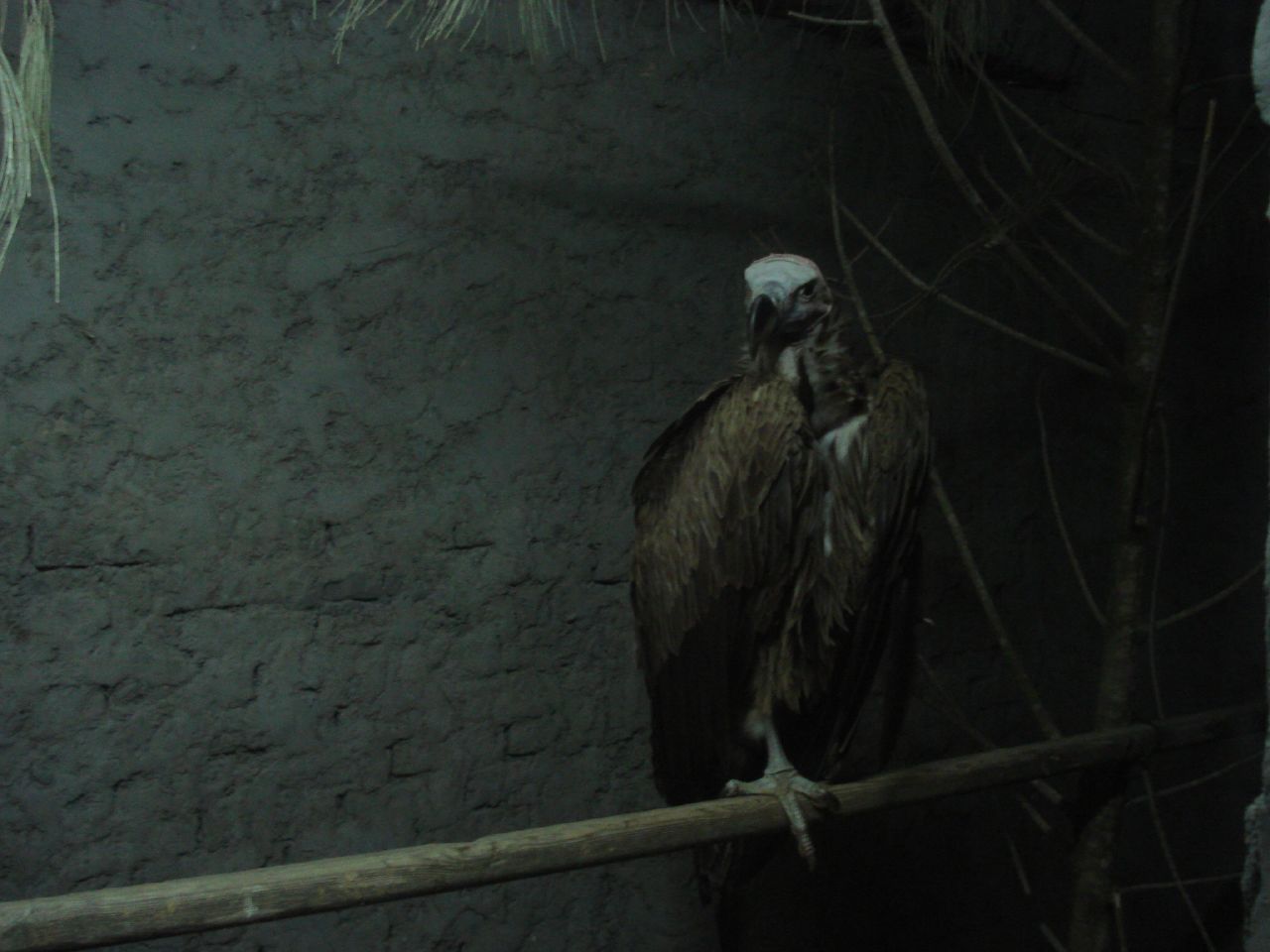 a vulture that is sitting on a wooden pole