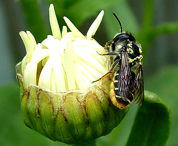 a bee sitting on a flower looking at the camera