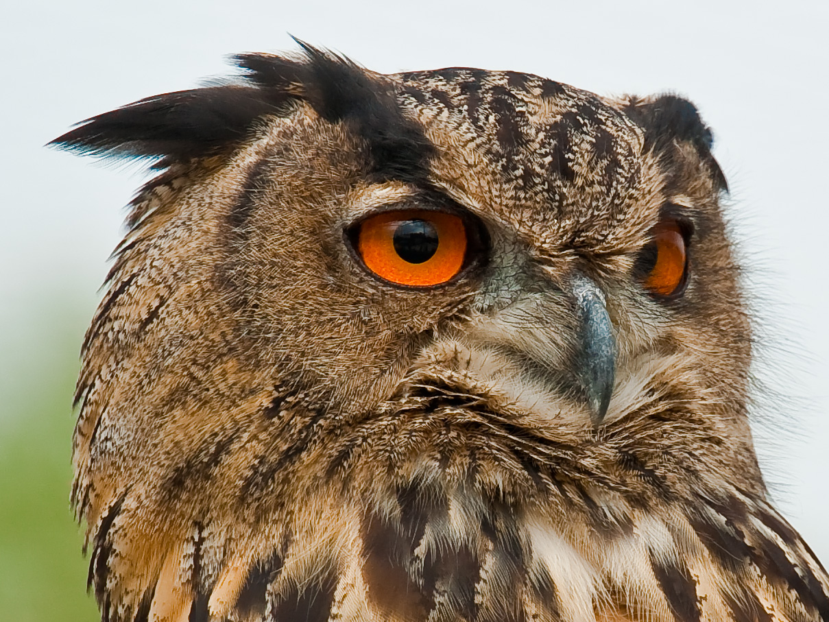 an owl with orange eyes is standing outside