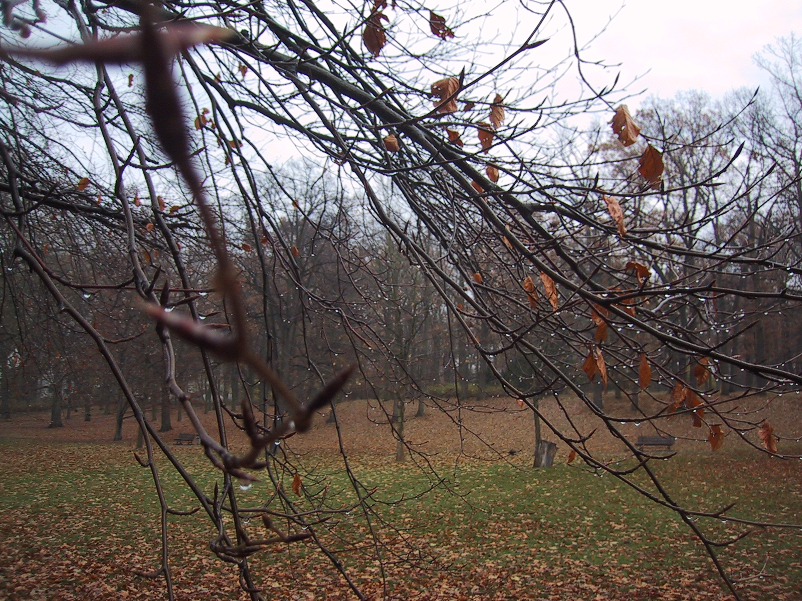 there are no leaves on the tree in the yard