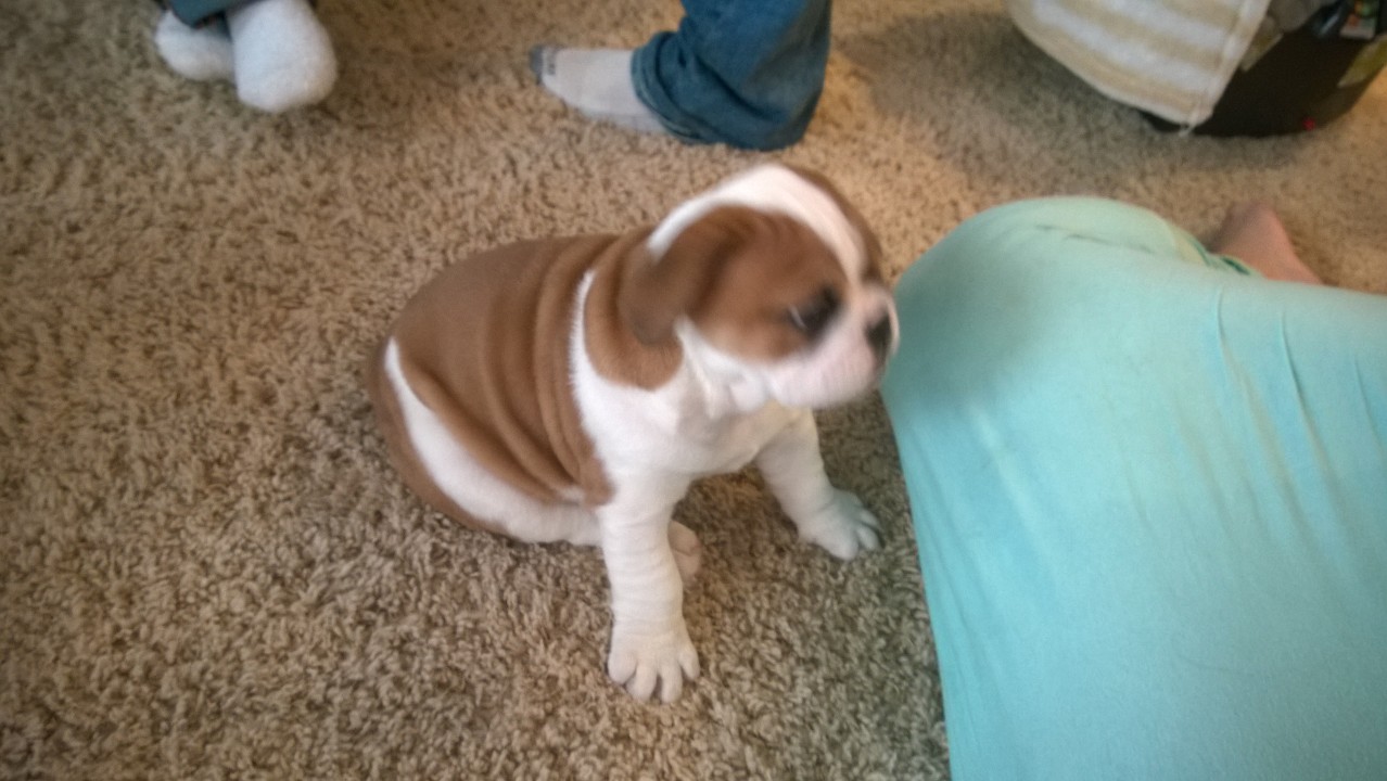 puppy sitting down and looking at soing while someone's leg on the floor nearby