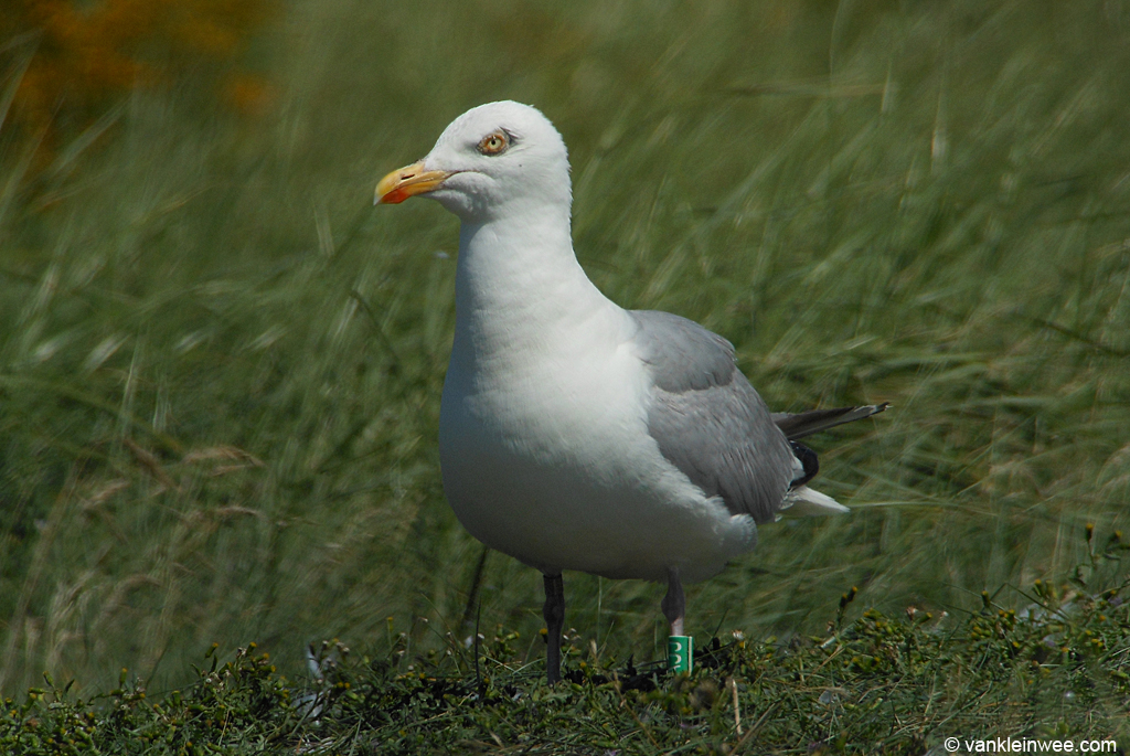 there is a bird standing in tall grass