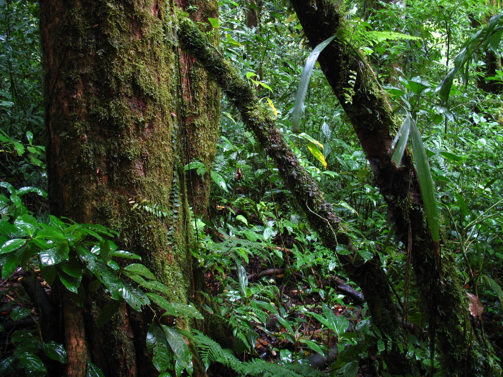 the forest is full of green plants and trees