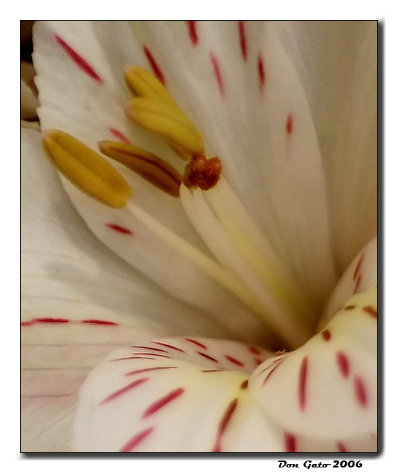 close up pograph of a white flower with yellow centers