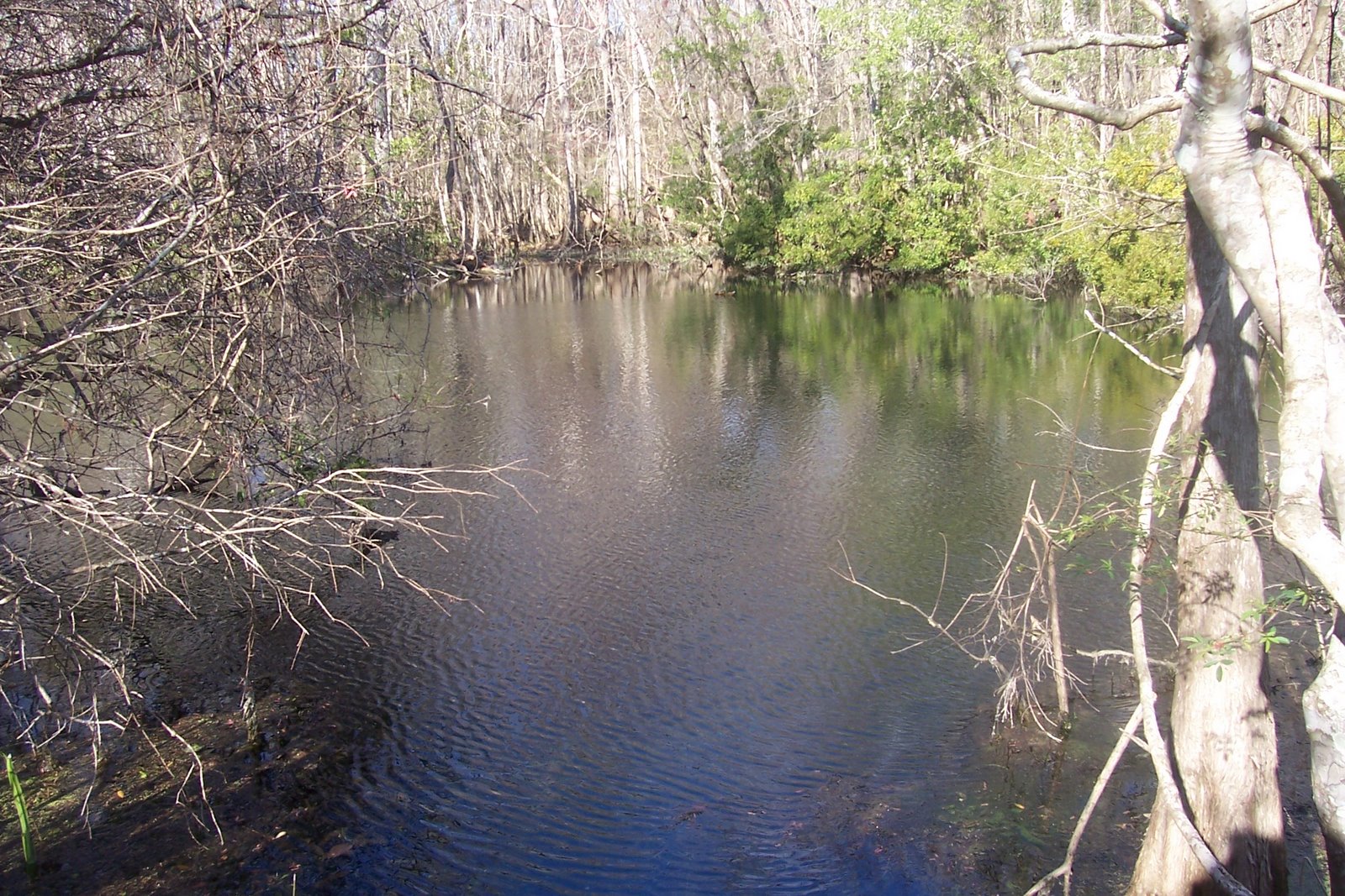 a pond with lots of water, trees and leaves