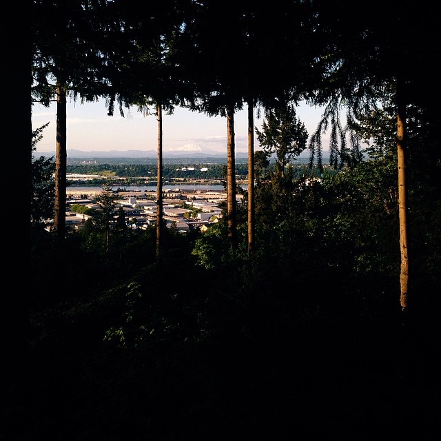 a view of the city through trees from near a hill