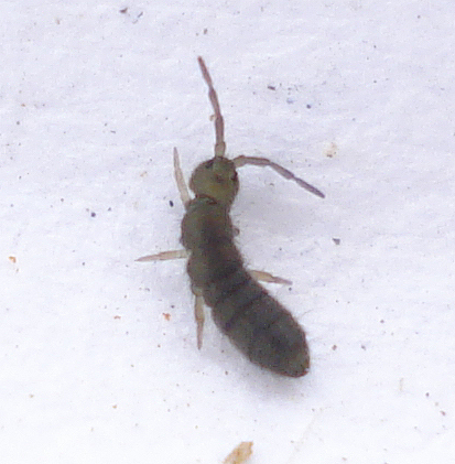 a large, grey bug on white snow