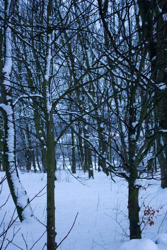 there are trees that have snow on them