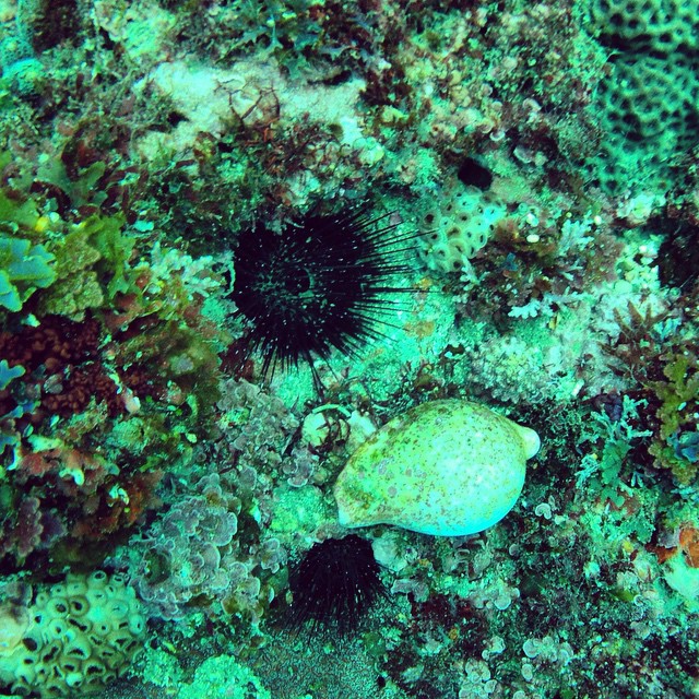 an ocean urchin is resting on the ocean floor