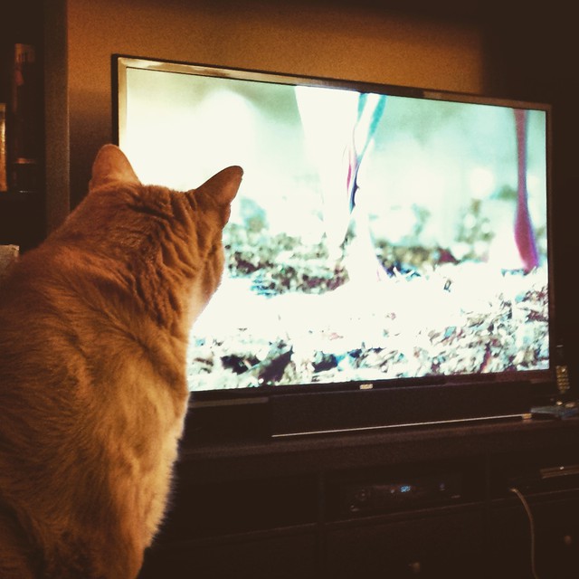 an orange tabby cat standing in front of a tv set