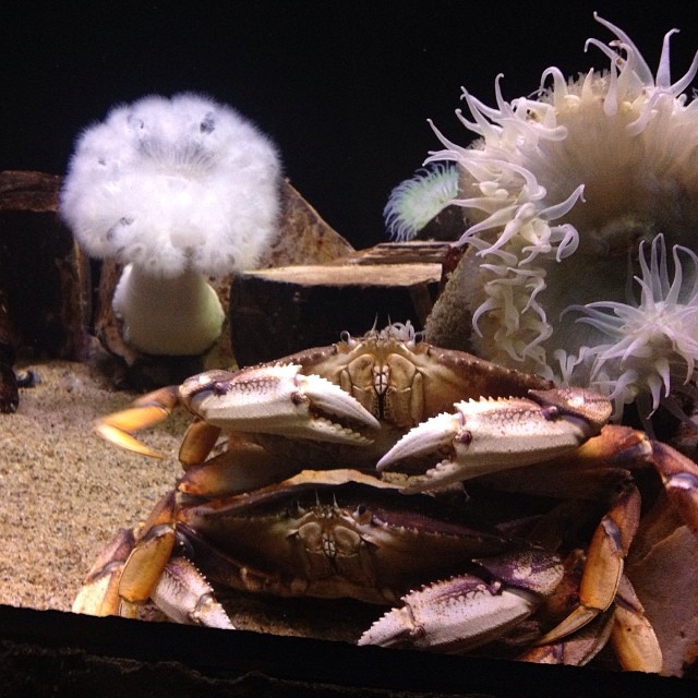 various crabs and sea anemones in an aquarium