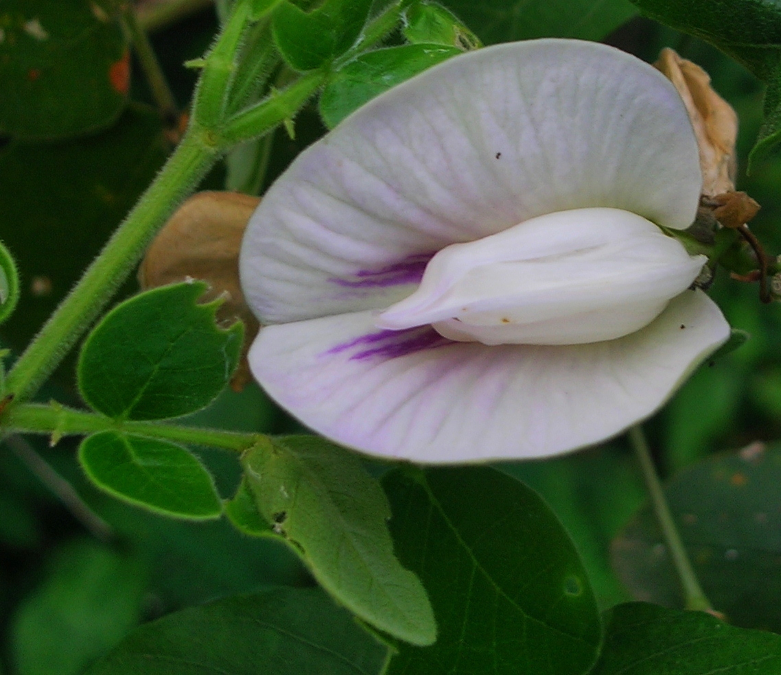 close up view of a flower growing on the stem